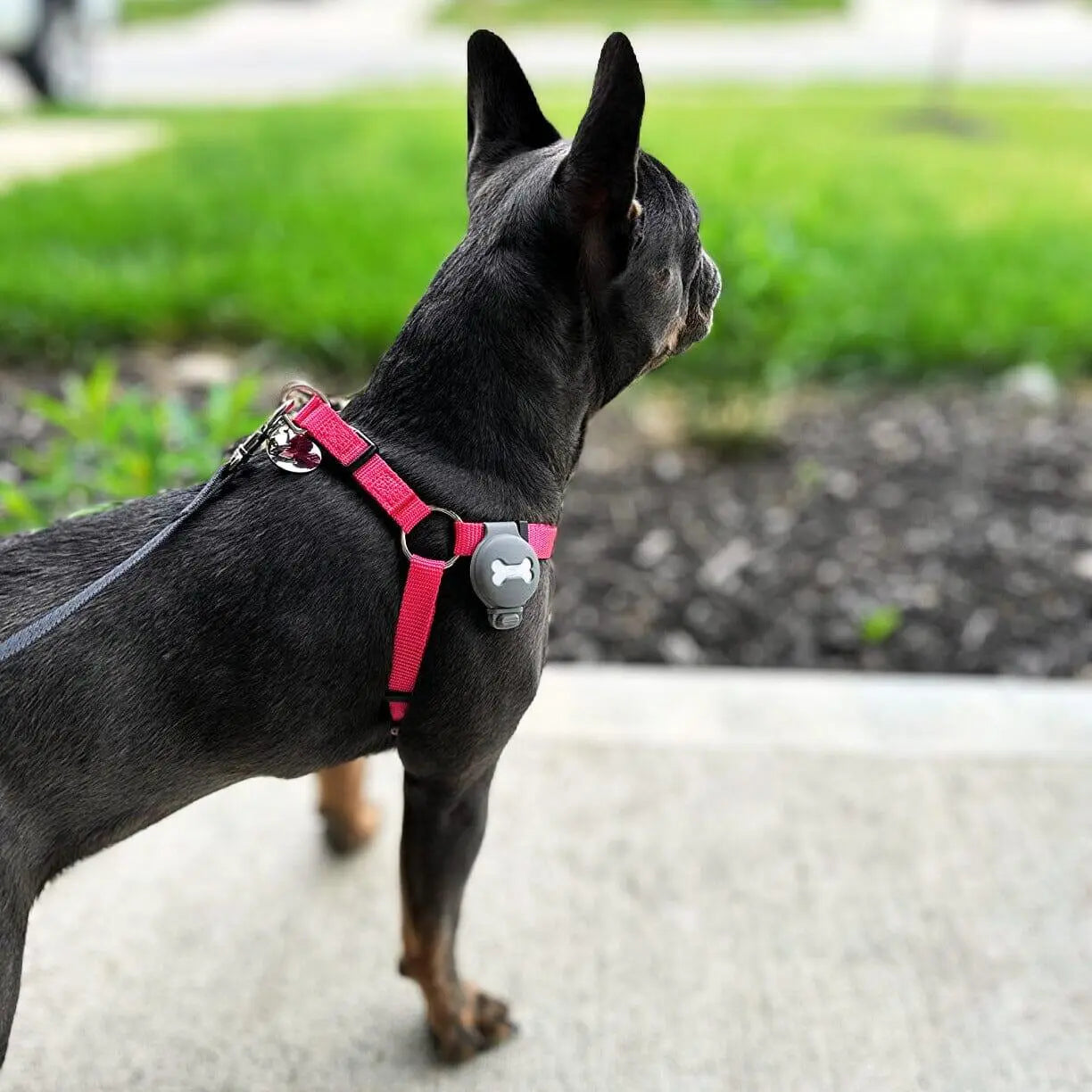 Strider Step-In Harness