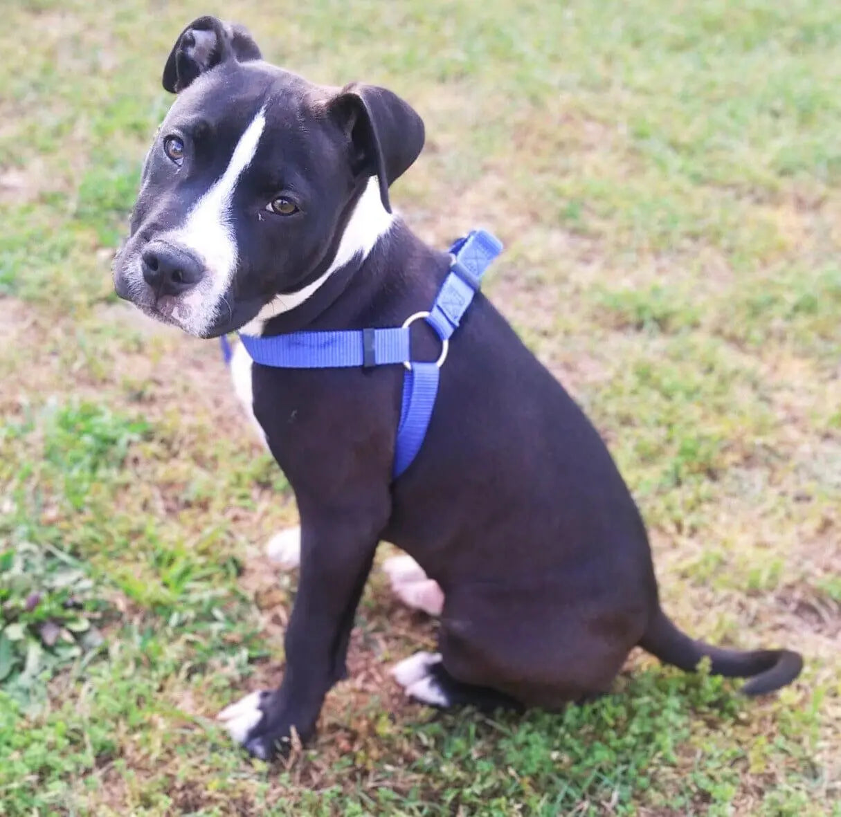 Strider Step-In Harness