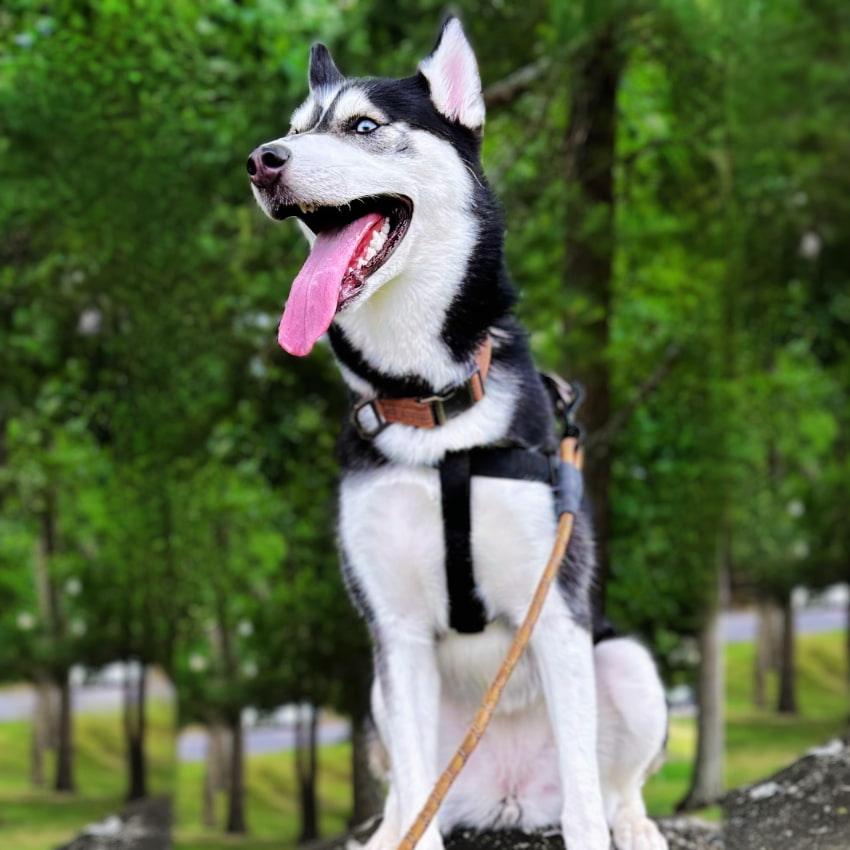 Strider Step-In Harness