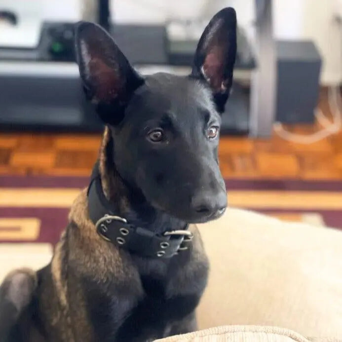 Adjustable Buckle-Up Collar
