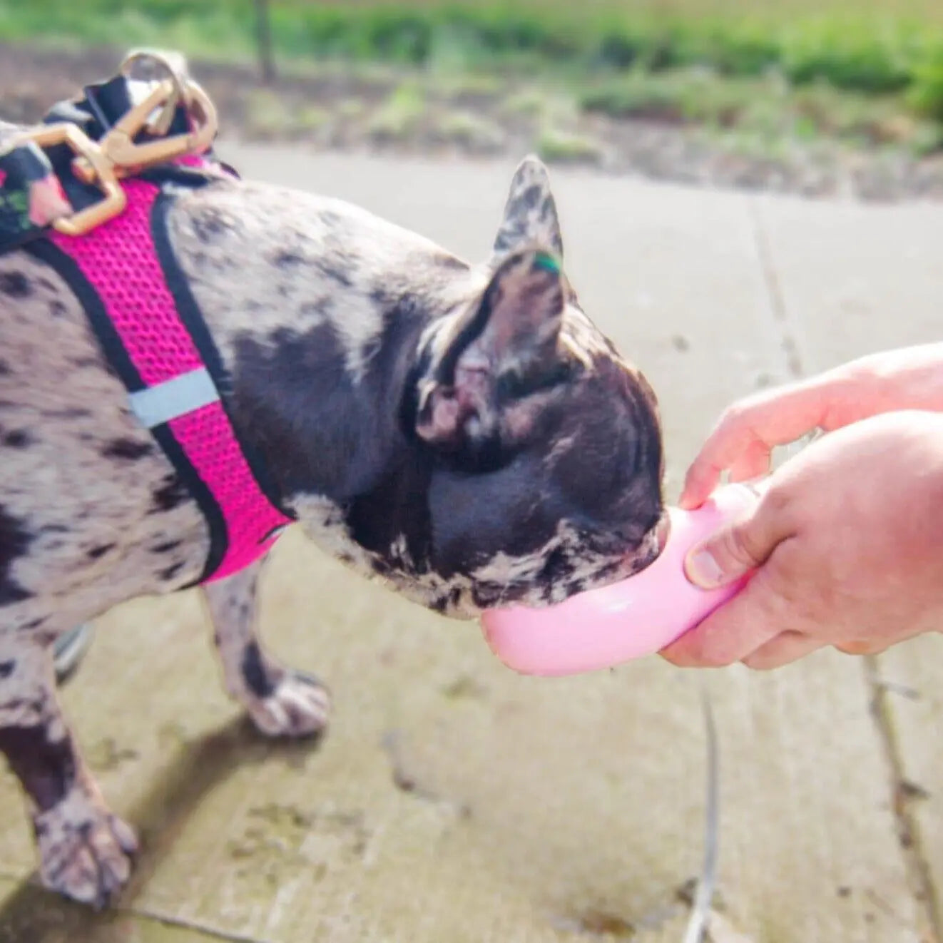 Portable 3-1 Dog Water Bottle