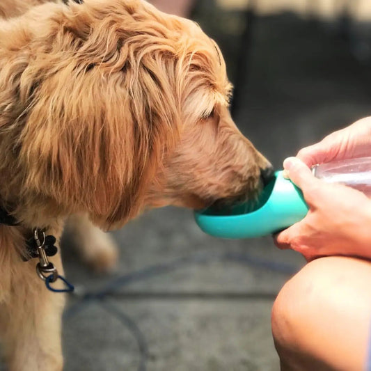 Portable 3-1 Dog Water Bottle