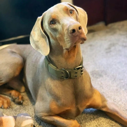 Adjustable Buckle-Up Collar