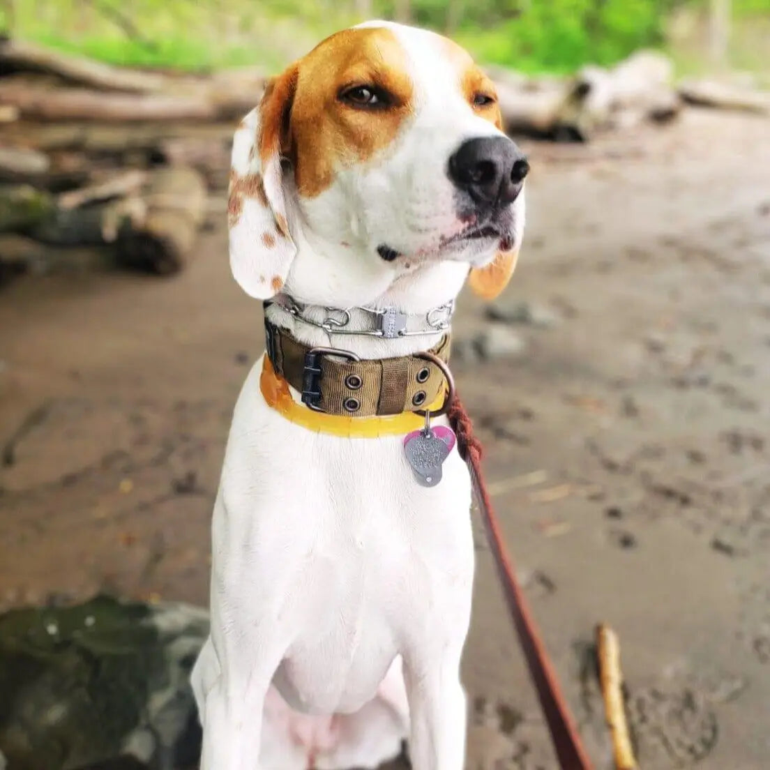 Adjustable Buckle-Up Collar