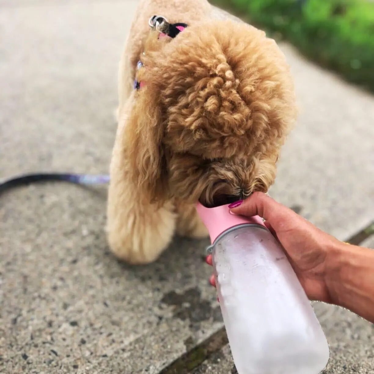 Portable 3-1 Dog Water Bottle