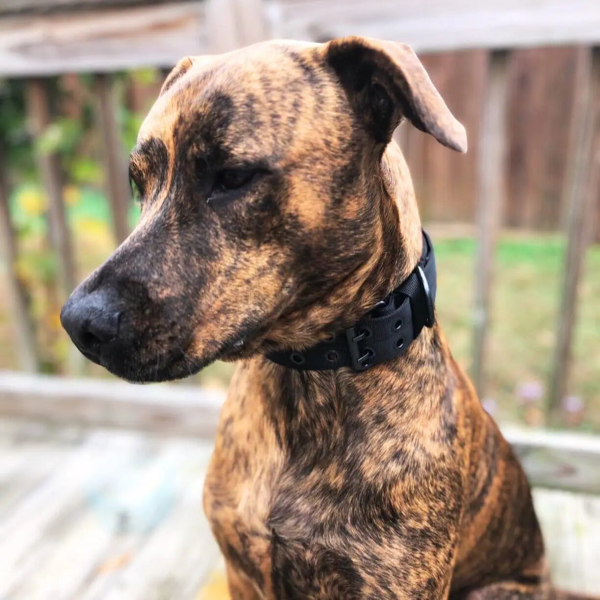 Adjustable Buckle-Up Collar