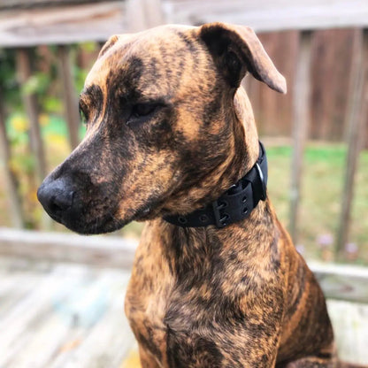 Adjustable Buckle-Up Collar