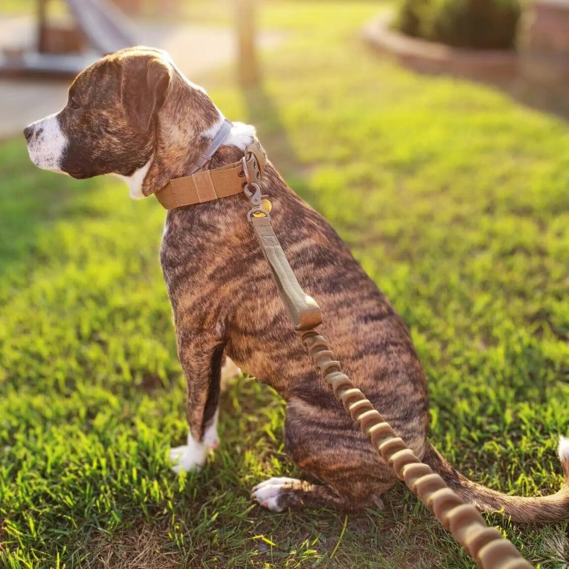 Adjustable Buckle-Up Collar
