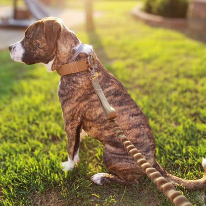 Adjustable Buckle-Up Collar