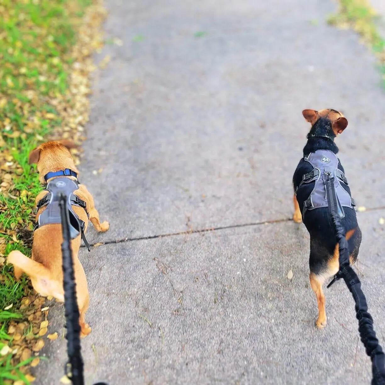 Houdini Double-Strap Harness