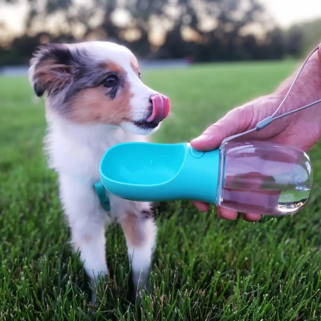Portable 3-1 Dog Water Bottle