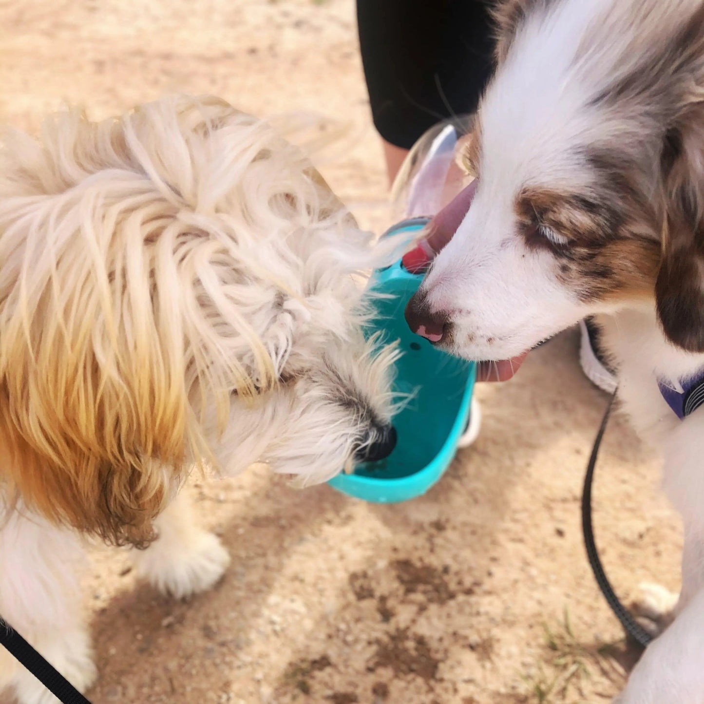 Portable 3-1 Dog Water Bottle