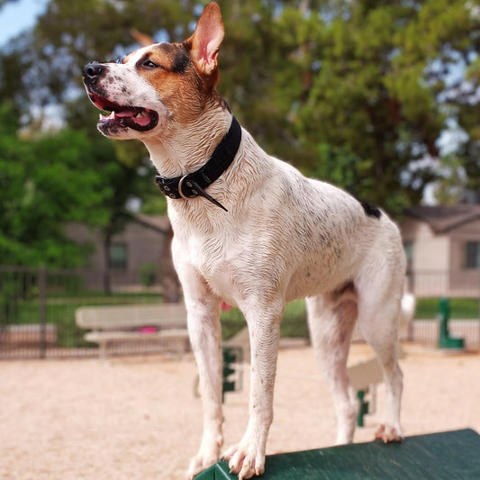 Adjustable Buckle-Up Collar