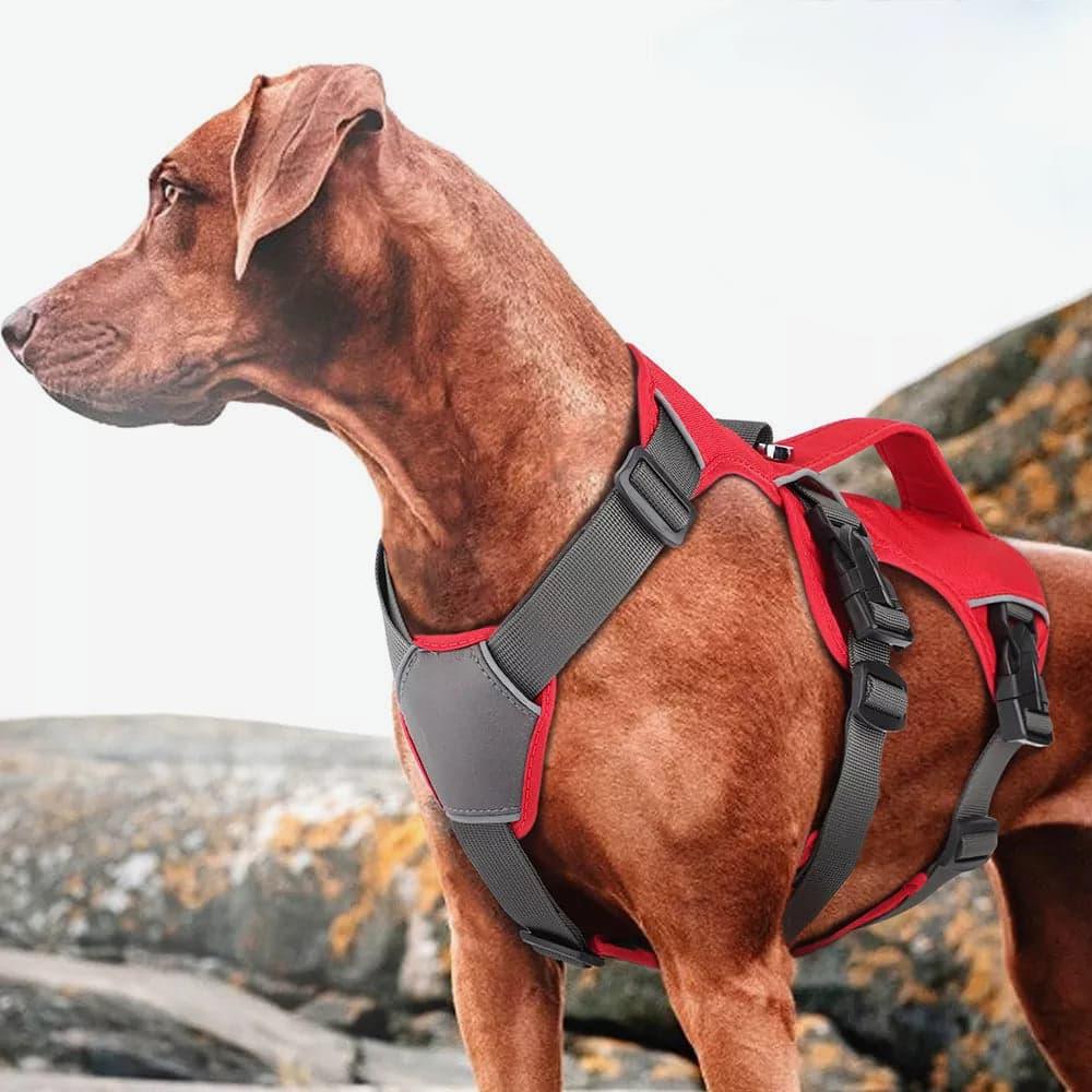 Houdini Double-Strap Harness