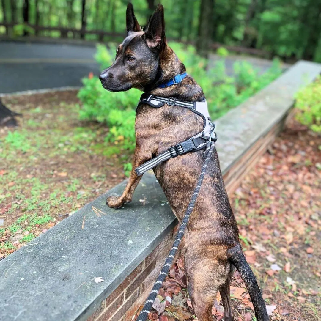 Navigator Harness