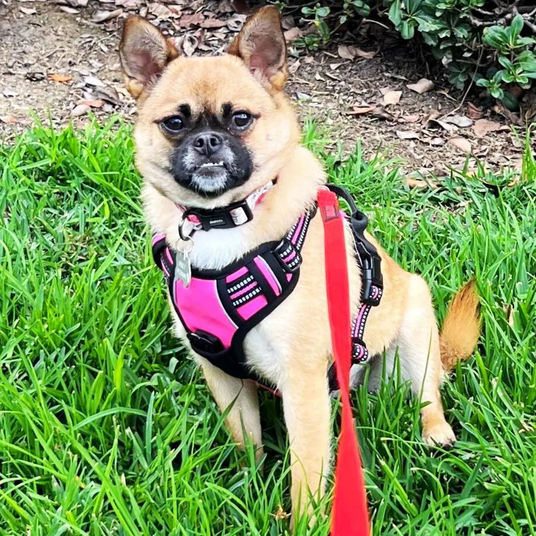 Navigator Harness