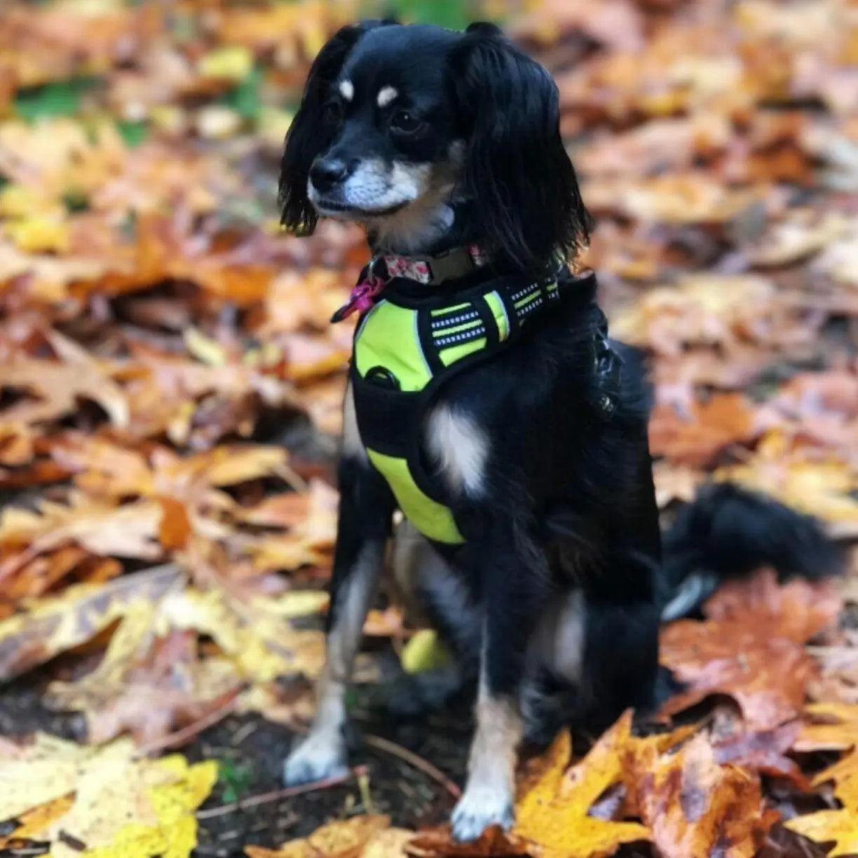 Navigator Harness