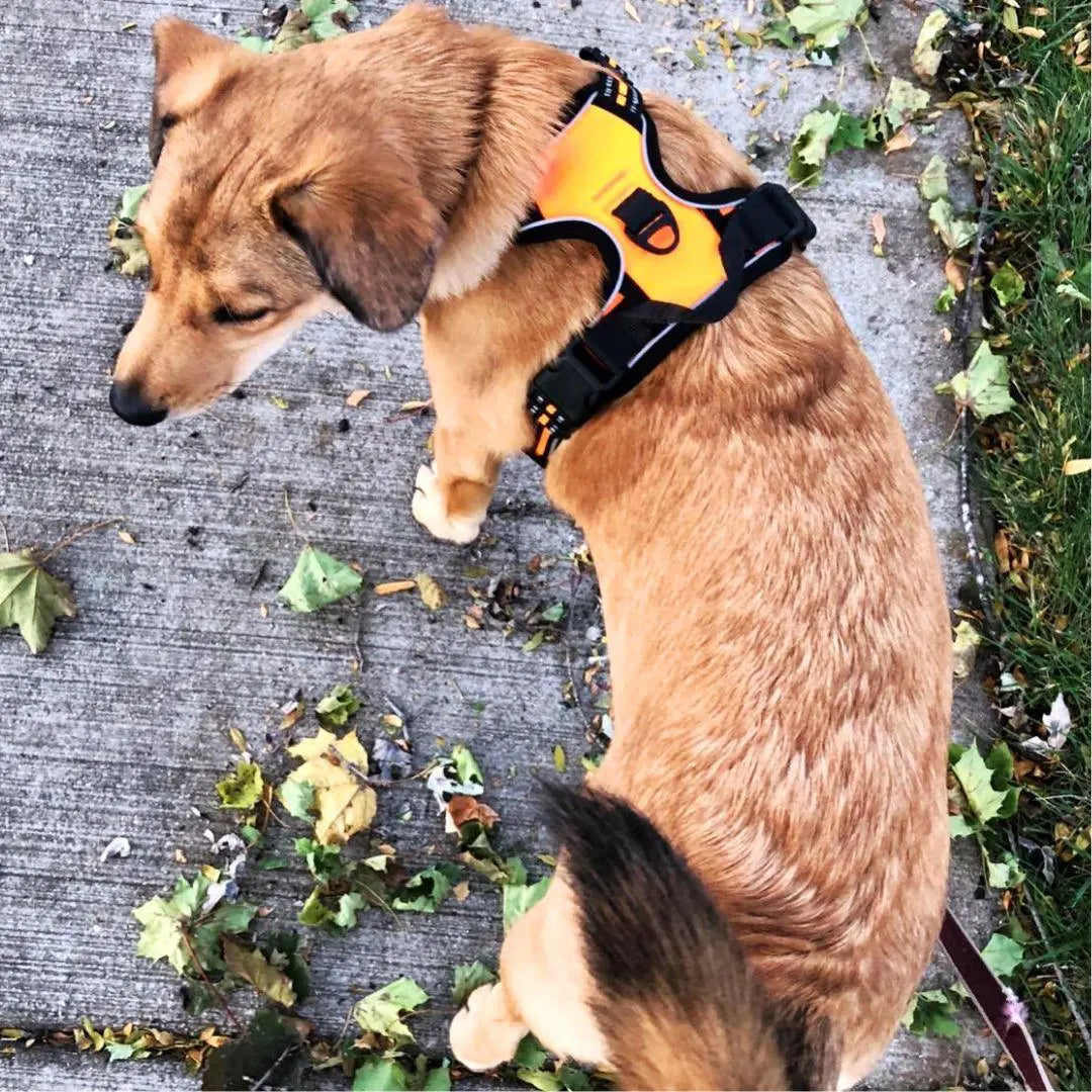 Navigator Harness