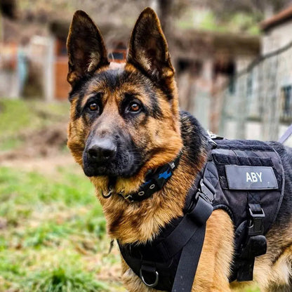 Recon Harness & Tactical Set