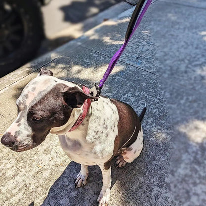 Heavy-Duty Bungee Leash With Metal Frog Clip
