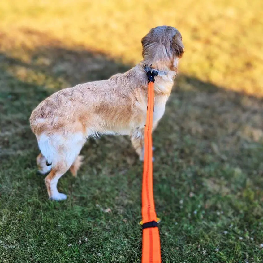 Heavy-Duty Bungee Leash With Metal Frog Clip