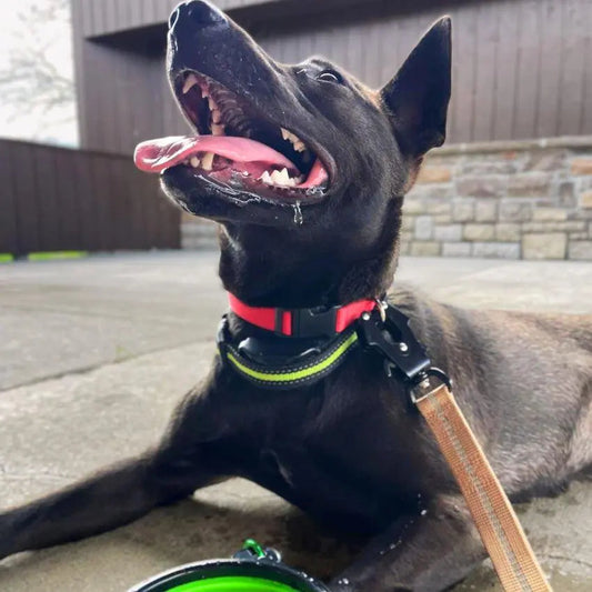 Heavy-Duty Bungee Leash With Metal Frog Clip