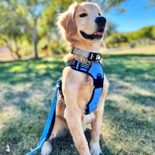 Navigator Harness