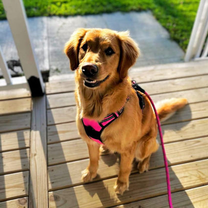 Navigator Harness
