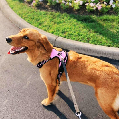 Navigator Harness