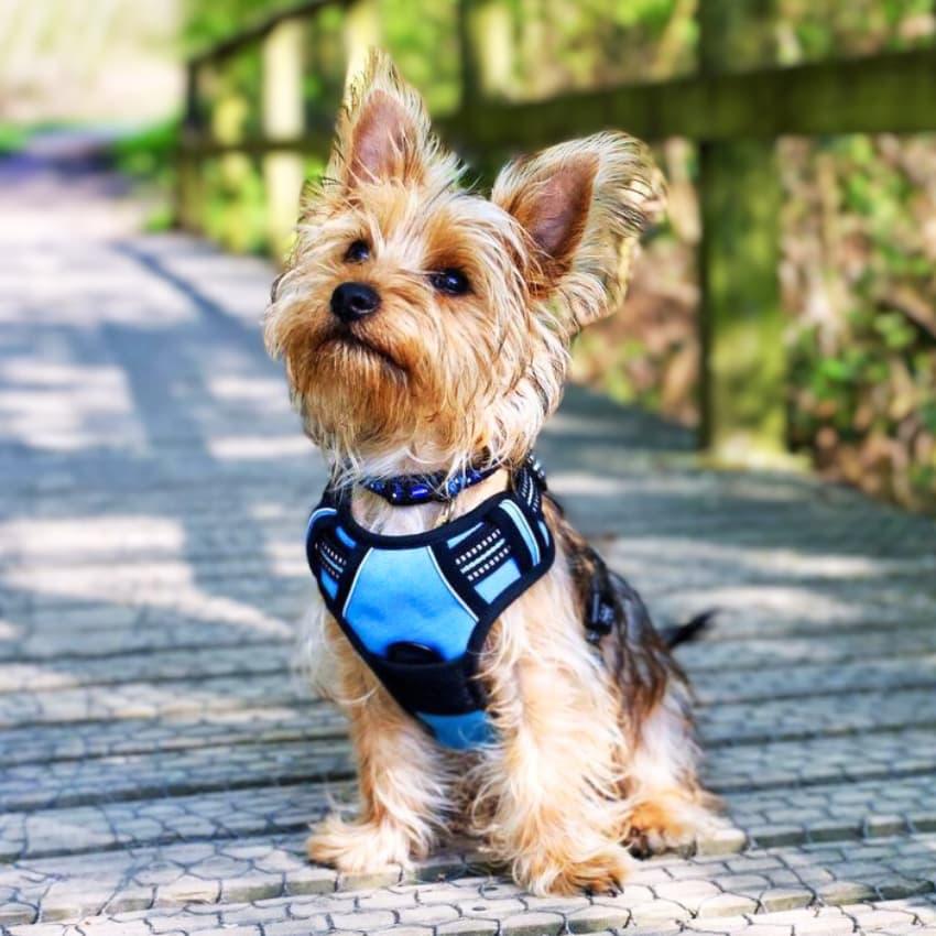 Navigator Harness