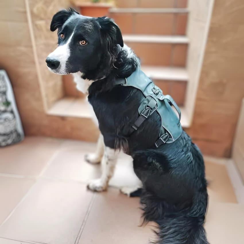 Houdini Double-Strap Harness