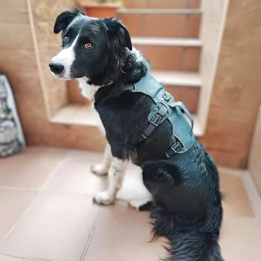 Houdini Double-Strap Harness
