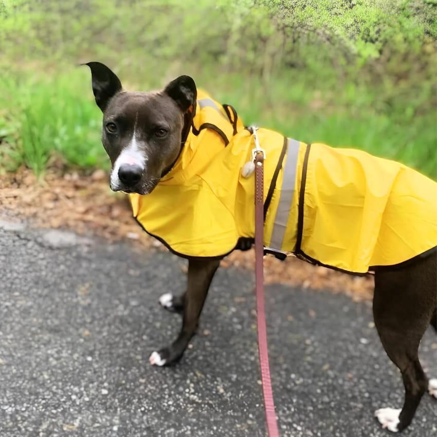 Stormshiled Rain Jacket