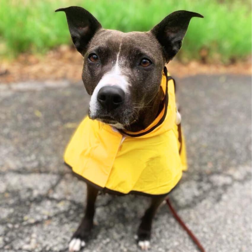 Stormshiled Rain Jacket