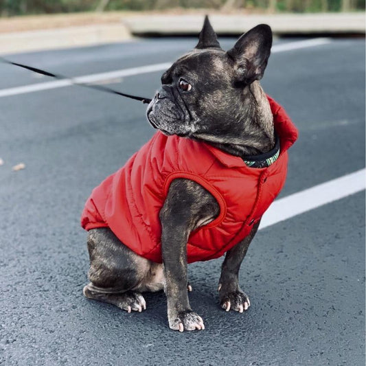 Alpine Fleece Winter Jacket