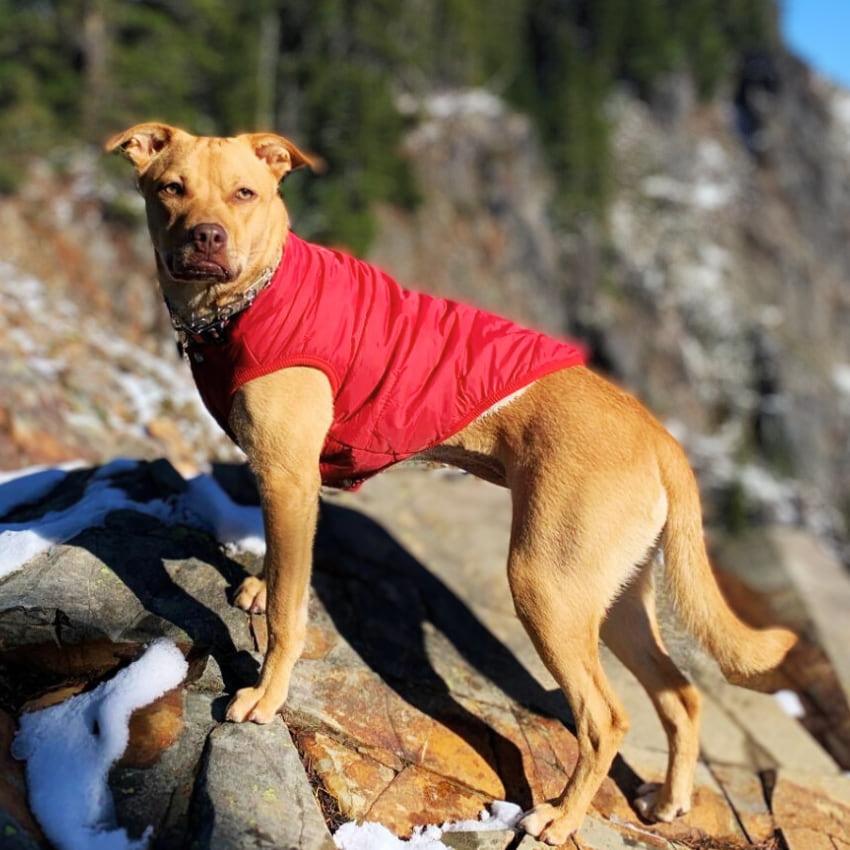 Alpine Fleece Winter Jacket