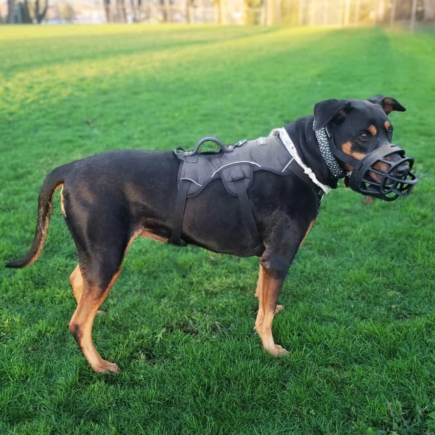 Houdini Double-Strap Harness