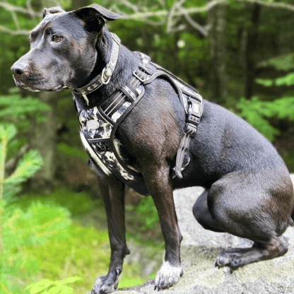Commander Harness