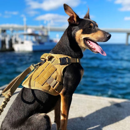 Recon Harness & Tactical Set