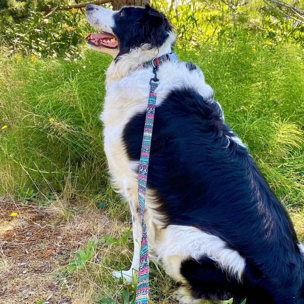 Custom Multi-Coloured Collar & Leash Set