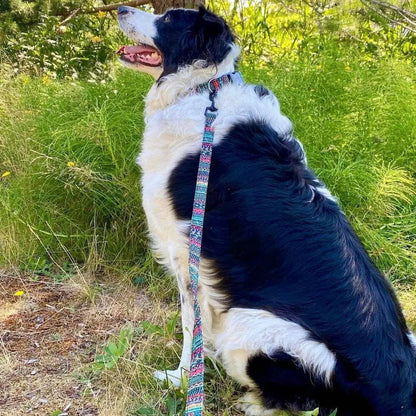 Custom Multi-Coloured Collar & Leash Set