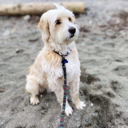 Custom Multi-Coloured Collar & Leash Set