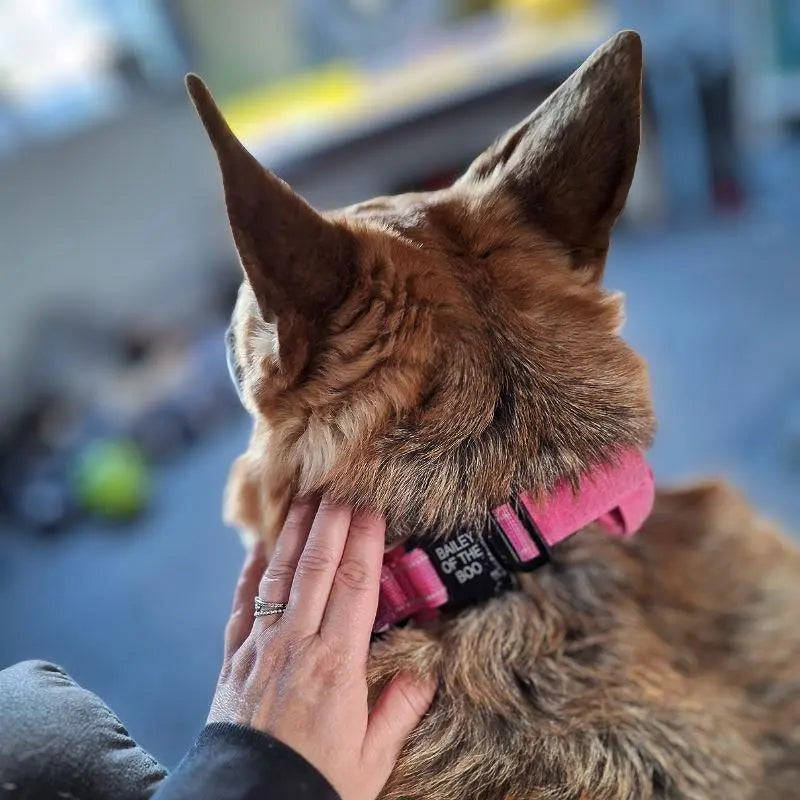 Personalized Collar With Control Handle