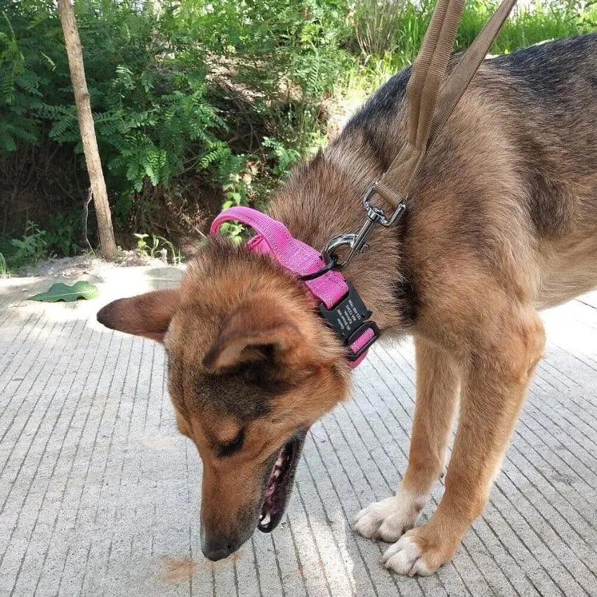 Personalized Collar With Control Handle