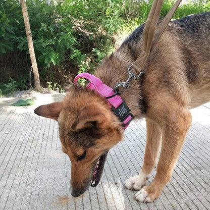 Personalized Collar With Control Handle