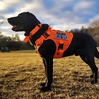 Recon Harness & Tactical Set