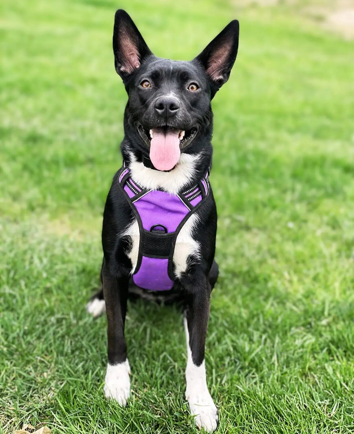 Navigator Harness