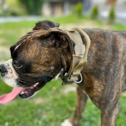 Padded Collar With Quick-Control Handle